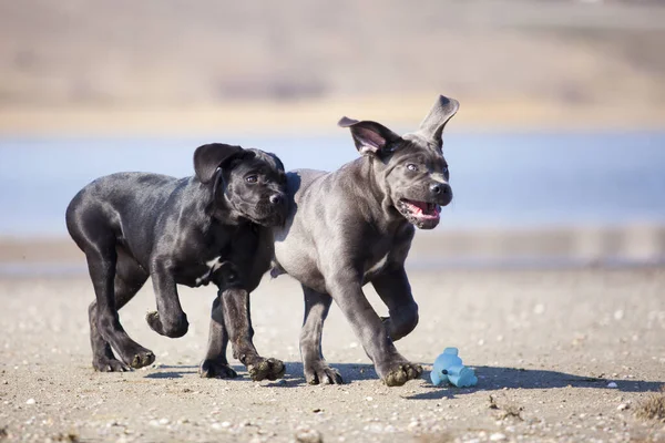 Niedliche Welpen Cane Corso Freien — Stockfoto