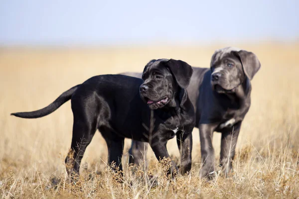 Собаки Тростини Полі — стокове фото