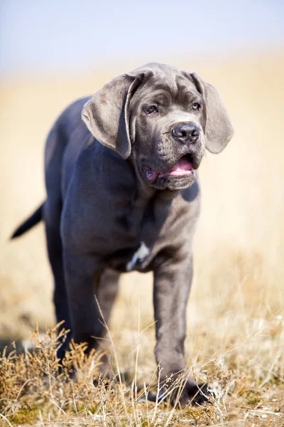 Cane Corso Cão Campo — Fotografia de Stock