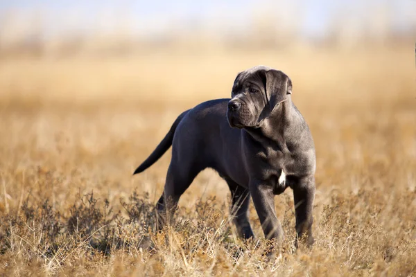 Cane Corso Kutya Mezőn — Stock Fotó