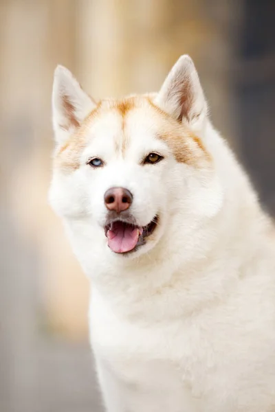 Adorable Perro Husky Siberiano Aire Libre —  Fotos de Stock