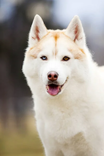 Adorable Chien Husky Sibérien Extérieur — Photo