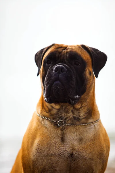 Portret Van Een Bokser Hond — Stockfoto