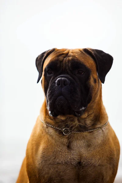 Portret Psa Bokserskiego — Zdjęcie stockowe
