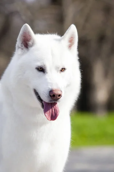 Schattige Siberische Husky Hond Buiten — Stockfoto