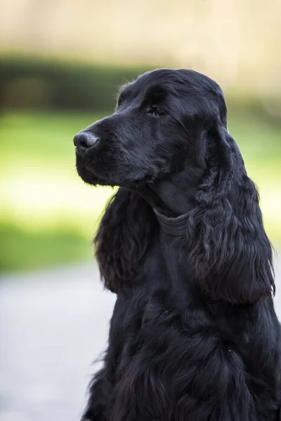 Cocker Spaniel Köpek Açık Havada — Stok fotoğraf