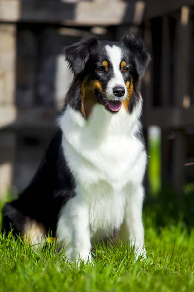 Australiska Shepherd Hund Utomhus — Stockfoto