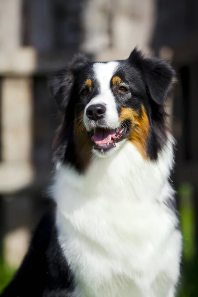 Australische Herder Hond Buiten — Stockfoto