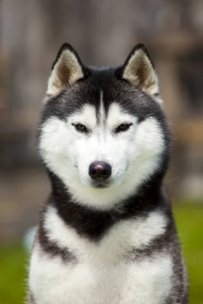 Portrait Siberian Husky Beach — Stock Photo, Image