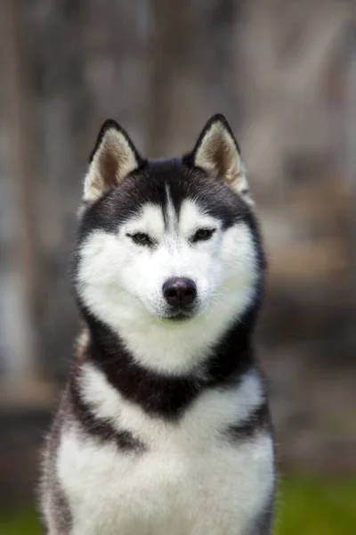 Ritratto Husky Siberiano Sulla Spiaggia — Foto Stock