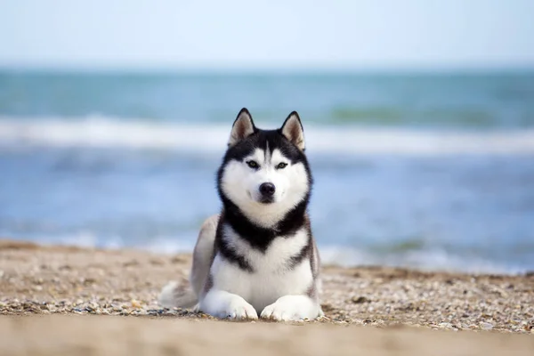 Siberian Husky Plaży — Zdjęcie stockowe