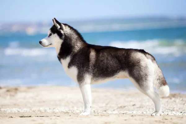 Siberian Husky Plaży — Zdjęcie stockowe