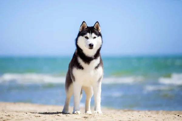 Husky Siberiano Playa —  Fotos de Stock