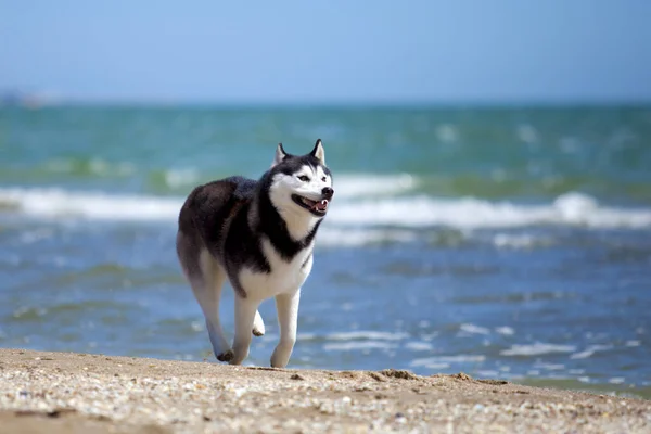 Siberian Husky Plaży — Zdjęcie stockowe