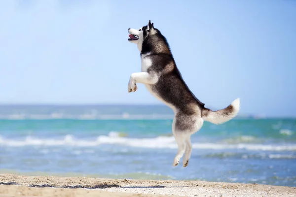 Siberian Husky Stranden — Stockfoto