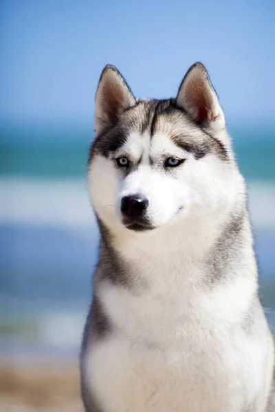 Retrato Husky Siberiano Praia — Fotografia de Stock