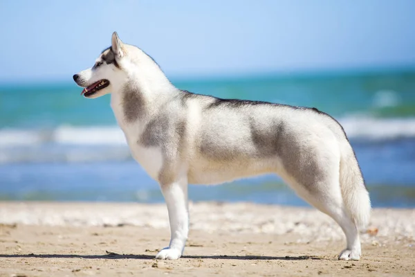 Szibériai Husky Strandon — Stock Fotó