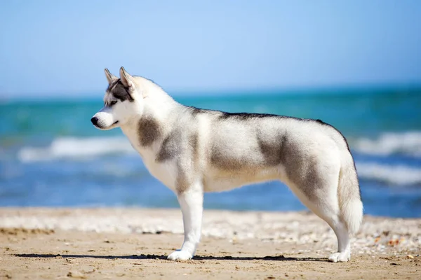 Siberian Husky Sulla Spiaggia — Foto Stock