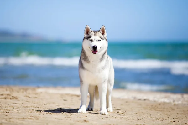 Siberian Husky Stranden — Stockfoto