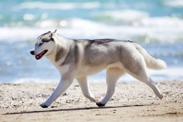Siberian Husky Plaży — Zdjęcie stockowe