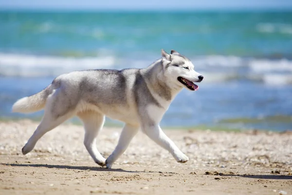 Siberian Husky Stranden — Stockfoto