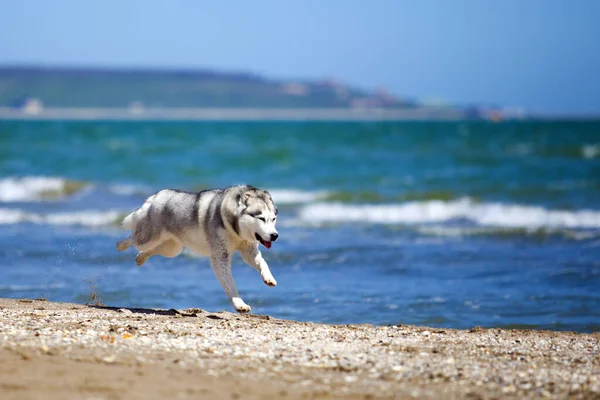 Bedårande Sibirisk Husky Hund Utomhus — Stockfoto