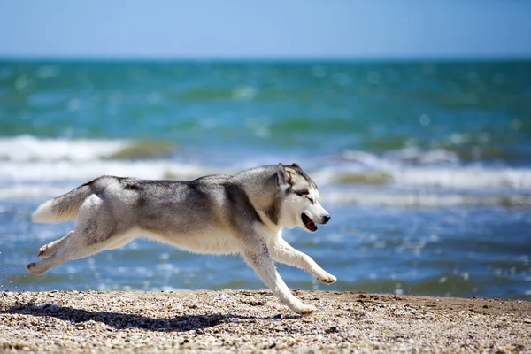 Uroczy Syberyjski Husky Pies Zewnątrz — Zdjęcie stockowe