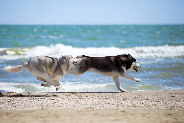 Uroczy Syberyjski Husky Pies Zewnątrz — Zdjęcie stockowe