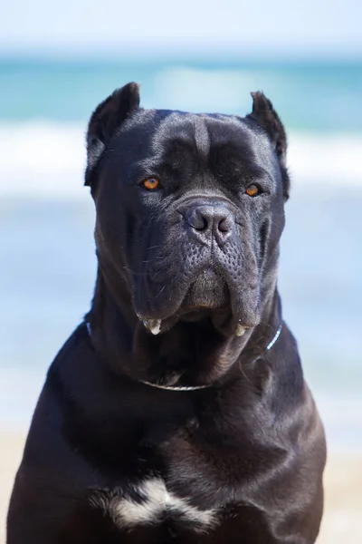 Talyan Cane Corso Köpeği Açık Havada — Stok fotoğraf