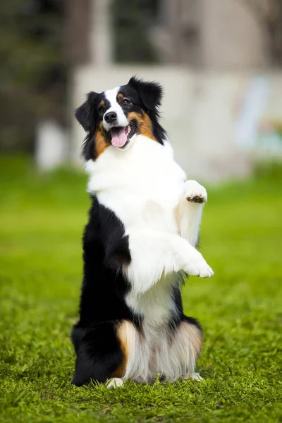 Australian Shepherd Dog Outdoors — Stock Photo, Image