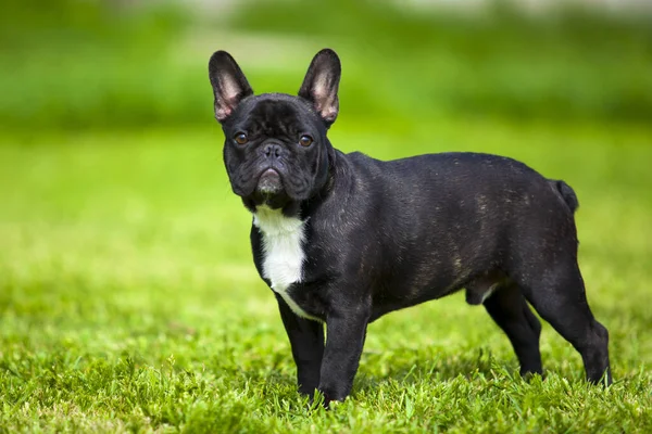 Bonito Cachorro Bulldog Francês Livre — Fotografia de Stock