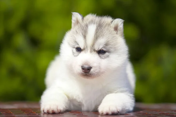 Siberische Husky Puppy Buiten — Stockfoto