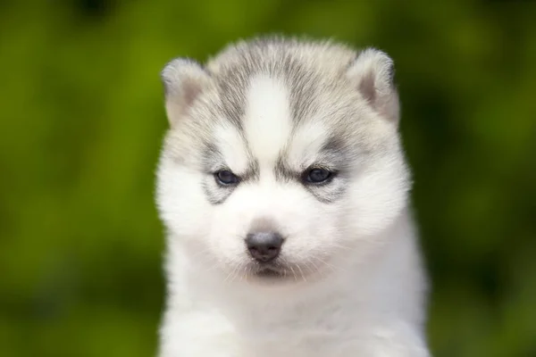 Siberiano Husky Cachorro Aire Libre —  Fotos de Stock