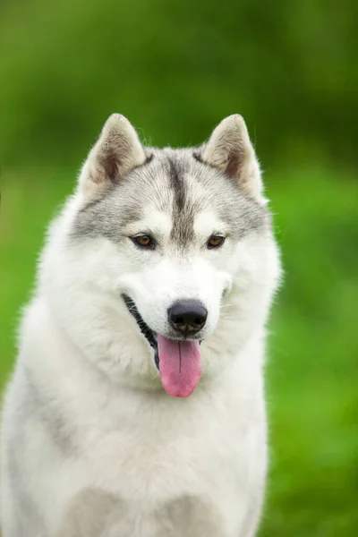 Schattige Siberische Husky Hond Buiten — Stockfoto