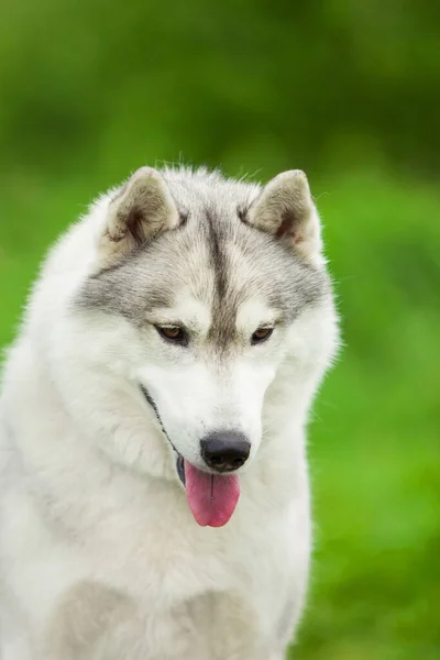 Entzückender Sibirischer Husky Hund Freien — Stockfoto