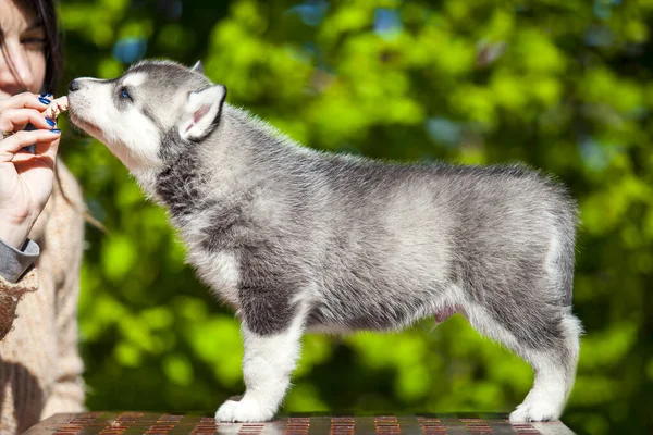 Sibirien Husky Valp Utomhus — Stockfoto