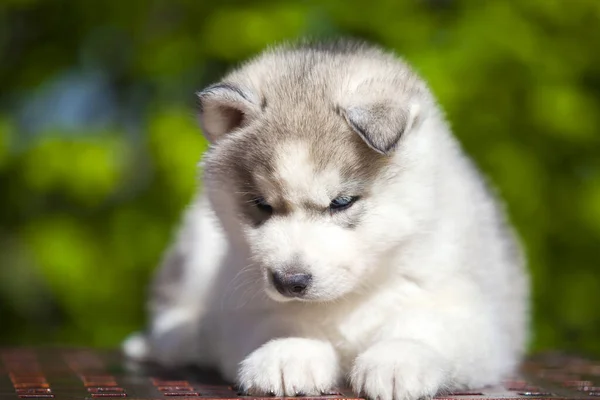 Siberische Husky Puppy Buiten — Stockfoto