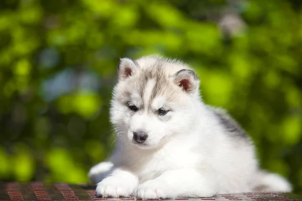 Chiot Husky Sibérie Extérieur — Photo