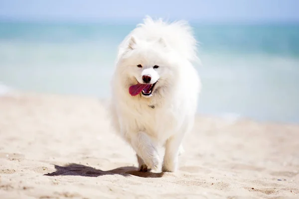 Sevimli Samoed Köpeği Açık Havada — Stok fotoğraf