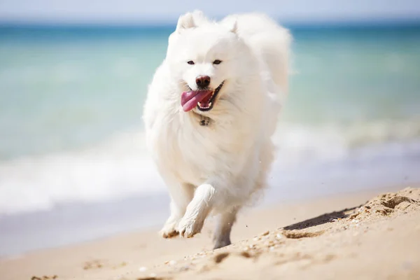 Adorable Perro Samoed Aire Libre —  Fotos de Stock
