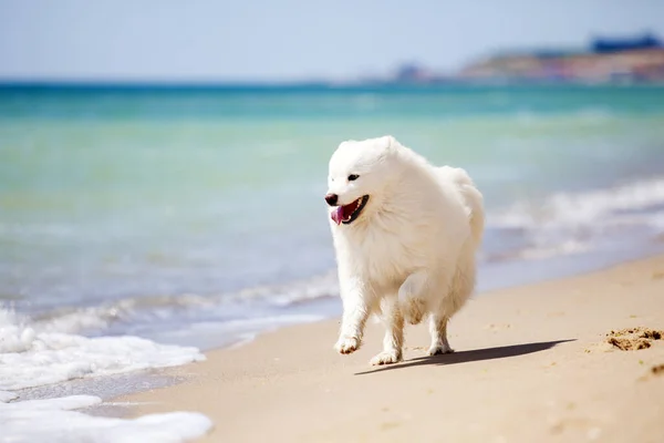 Adorable Perro Samoed Aire Libre — Foto de Stock