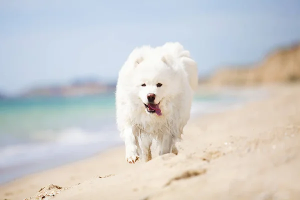 Adorable Perro Samoed Aire Libre — Foto de Stock