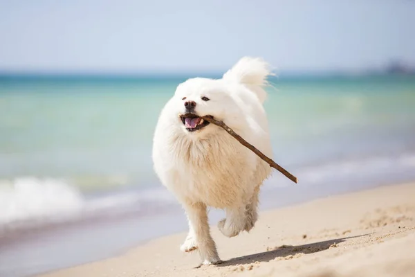 Adorable Perro Samoed Aire Libre — Foto de Stock