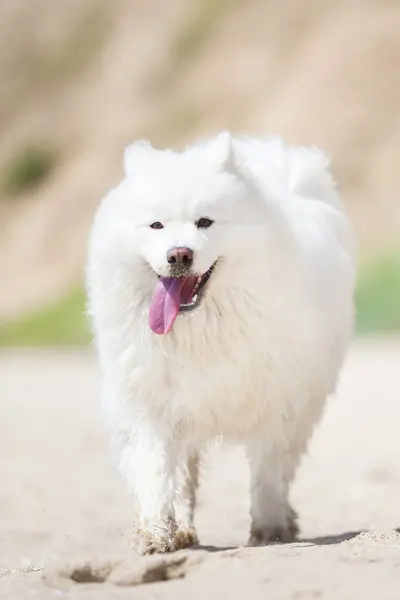 Adorável Samoed Cão Livre — Fotografia de Stock