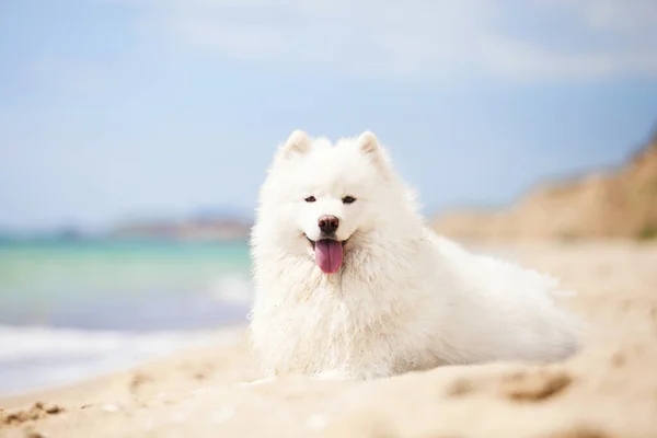 Sevimli Samoed Köpeği Açık Havada — Stok fotoğraf