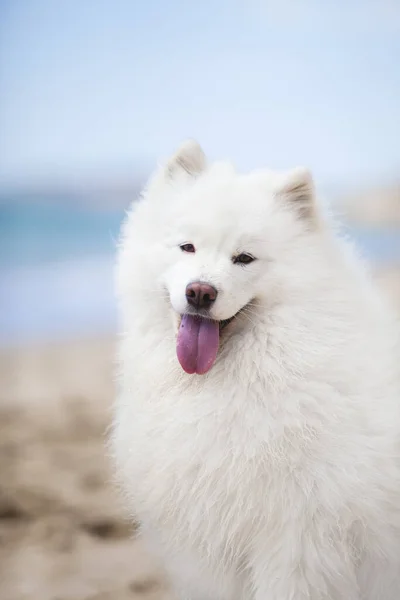 Sevimli Samoed Köpeği Açık Havada — Stok fotoğraf