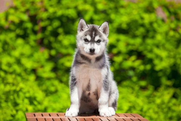 シベリアハスキー子犬屋外 — ストック写真