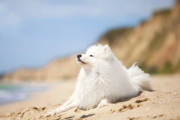 Adorable Perro Samoed Aire Libre Imagen De Stock