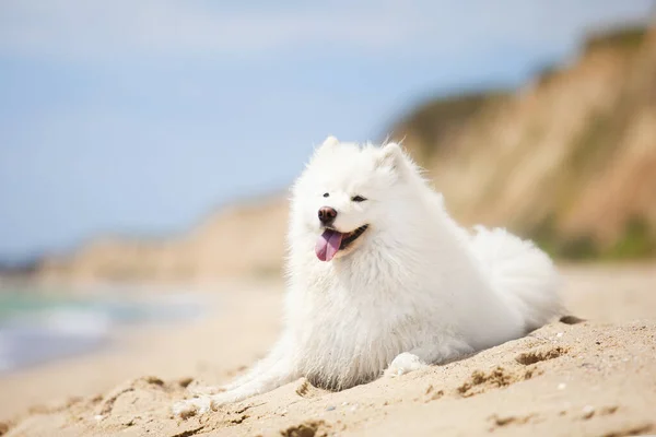 Sevimli Samoed Köpeği Açık Havada Stok Resim