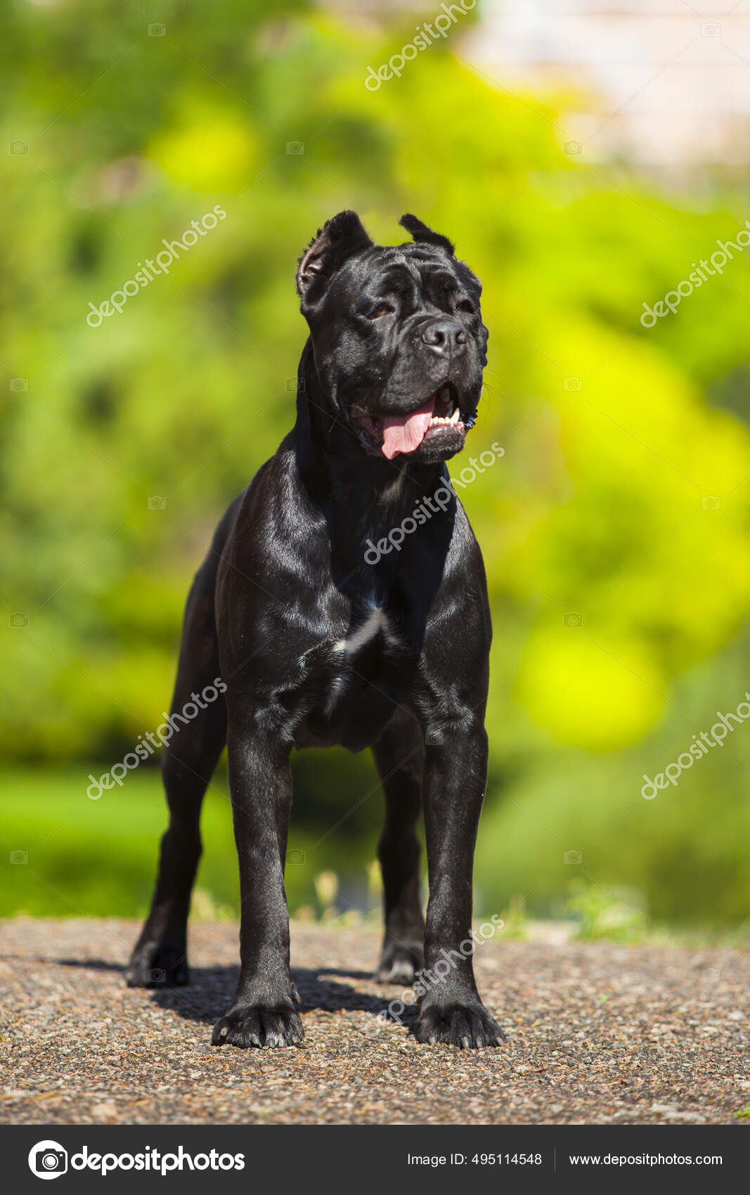 Cane Corso Best Personal Guard Dog Cane Corso Best Attack Dog